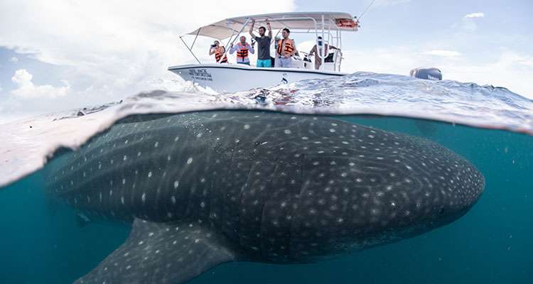 Whale shark cancun tour best place to eat in cancun hotel zone