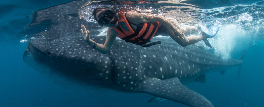 Swim with whale sharks in cancun
