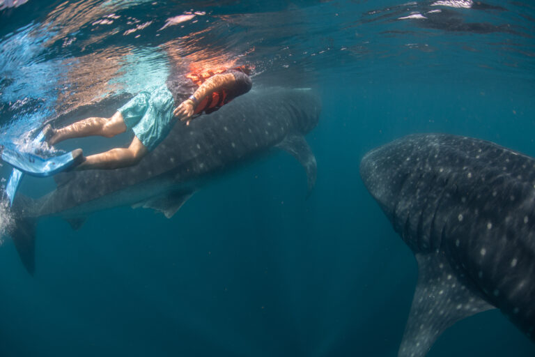 cancun whale shark tours