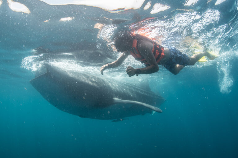 cancun whale shark tours