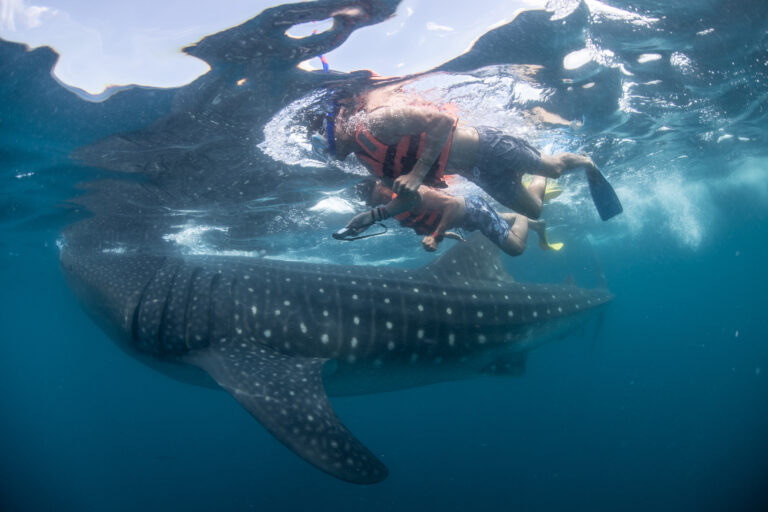 cancun whale shark tours