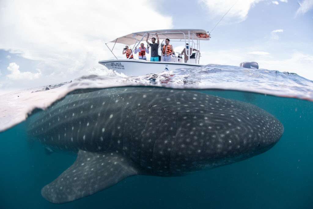 cancun whale shark tours