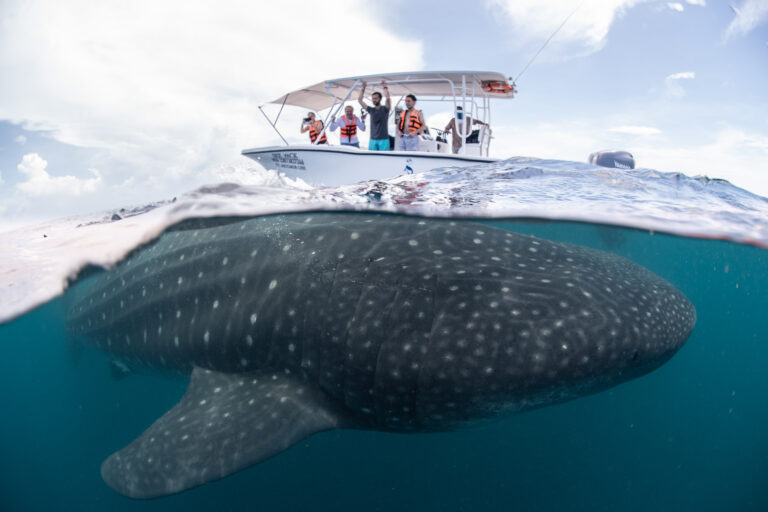 cancun whale shark tours