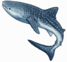 Cancun Whale Shark Tours